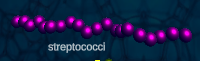  Streptococcus in game