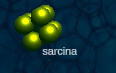 Sarcina in game