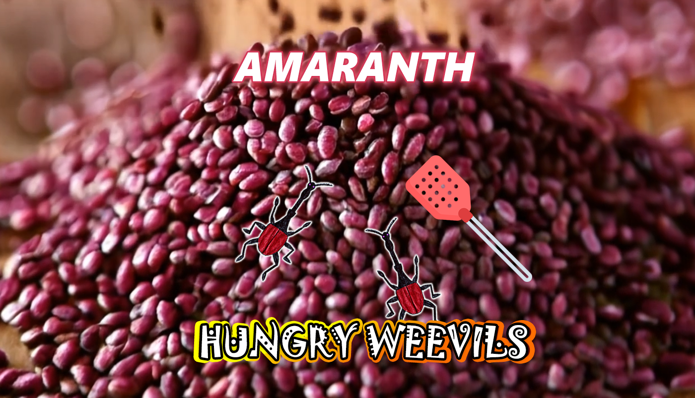 Amaranth: A High-Protein, Weevil-Resistant Pseudocereal