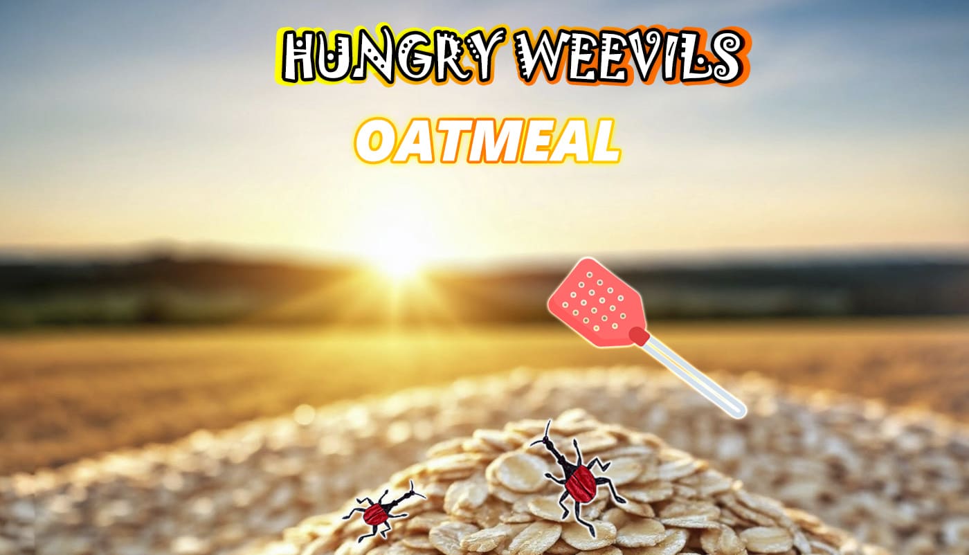 Oatmeal: Nutritious Porridge and Fight Against Weevils and Other Pests