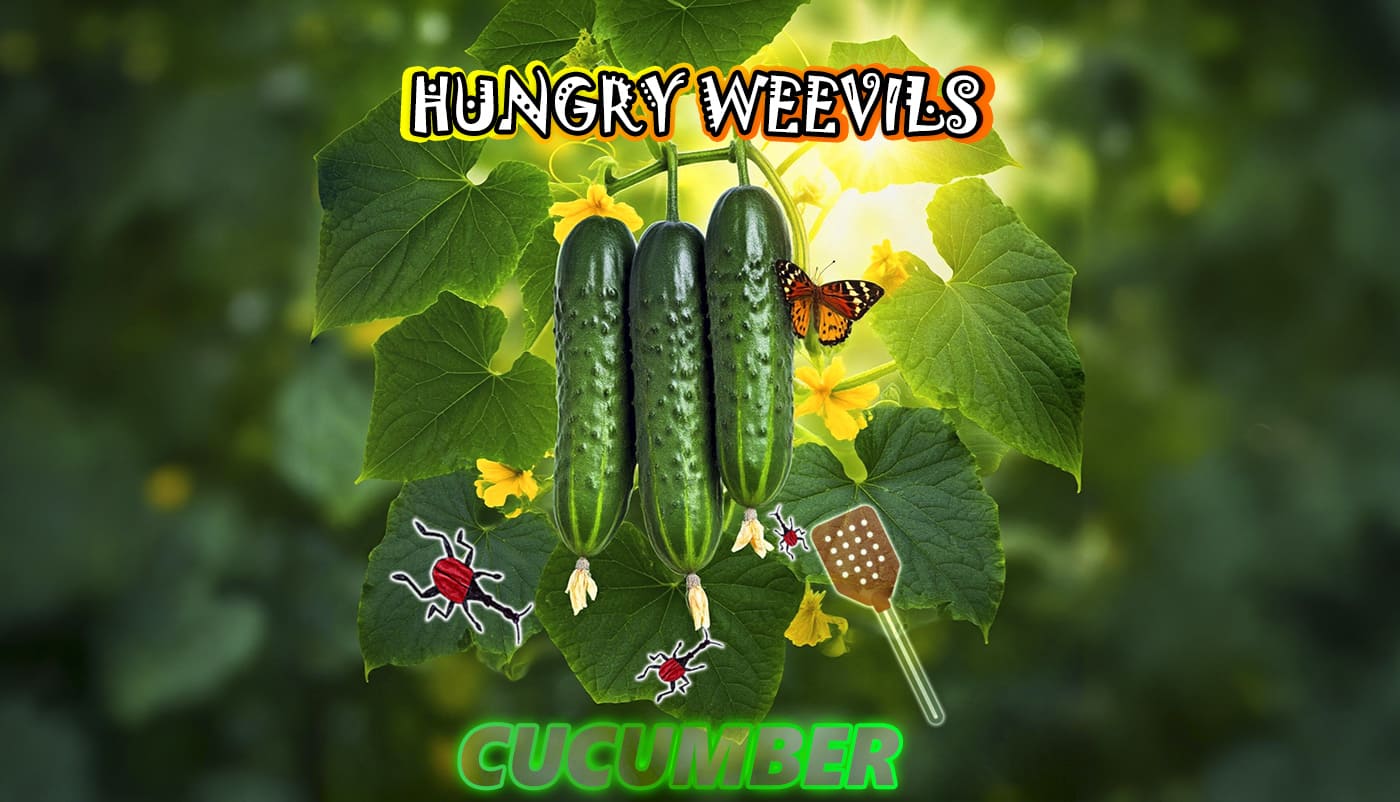 News Cucumbers: Refreshing Coolness and Protection from Pests