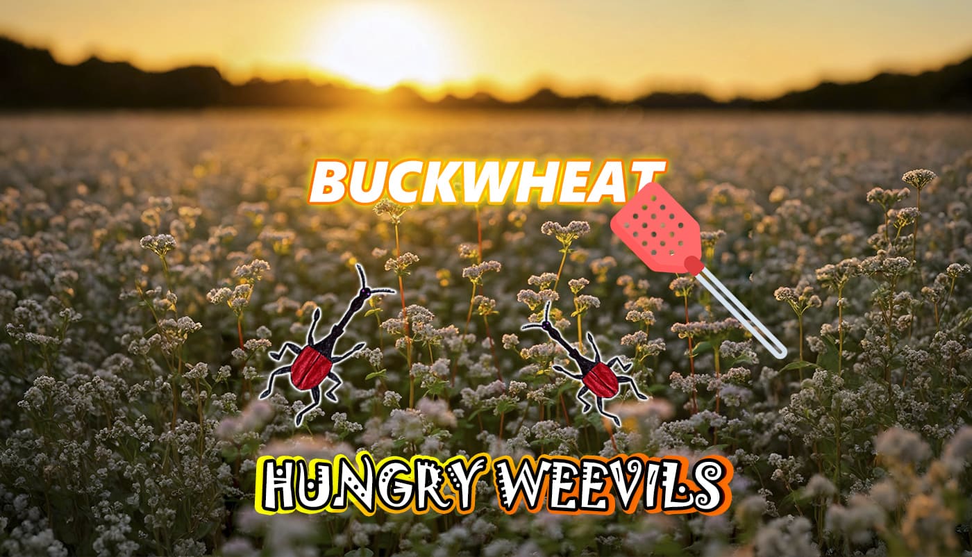 Buckwheat: A Nutritious Pseudocereal and Protection from Buckwheat Weevil