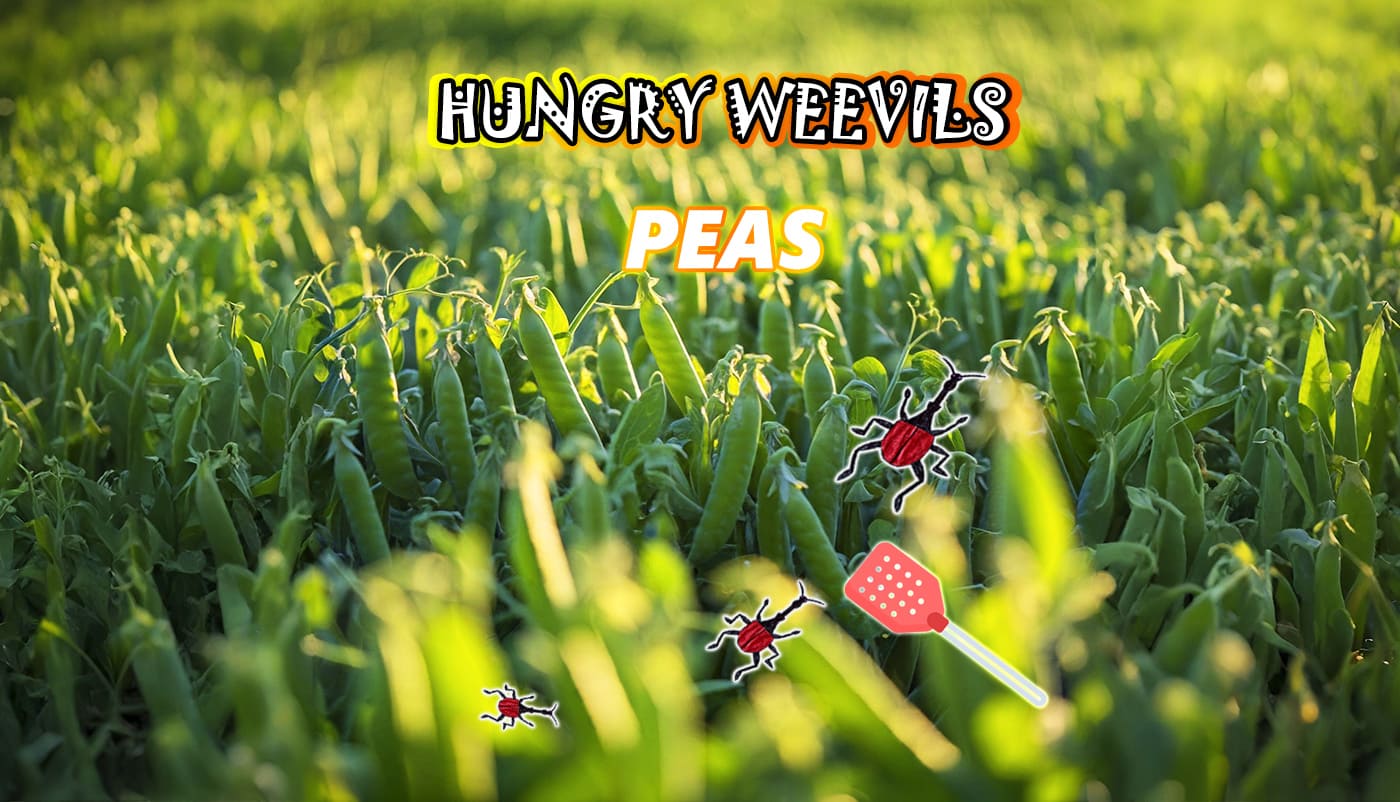 Peas: A Nutritious Legume and Weevil Pest Control