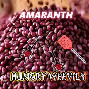 Amaranth: A High-Protein, Weevil-Resistant Pseudocereal