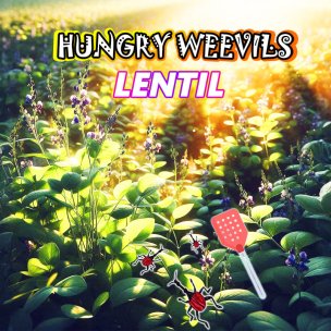 Lentils: Nutritious Legumes, Uses, and Weevil Protection